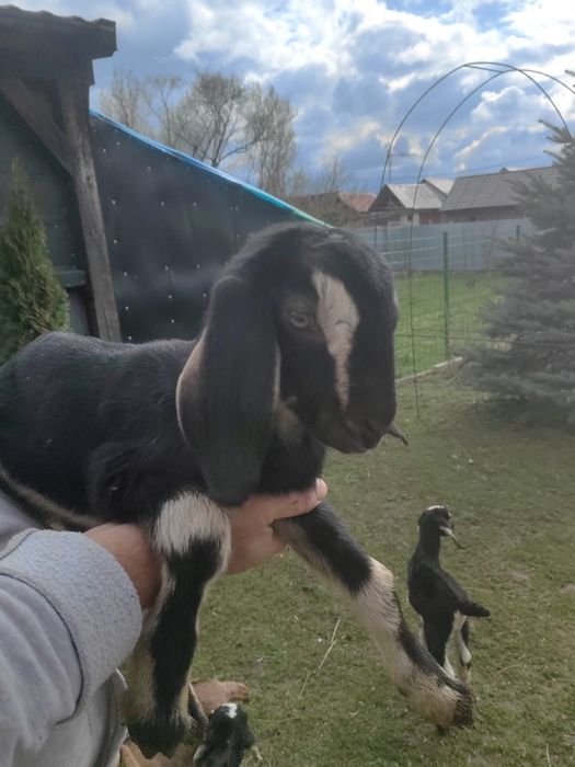 Vand iezi Anglo Nubieni