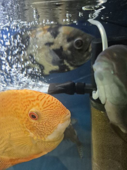 Продам астронотусов и северумов