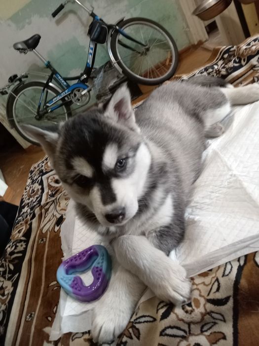 Продам щенка хаски