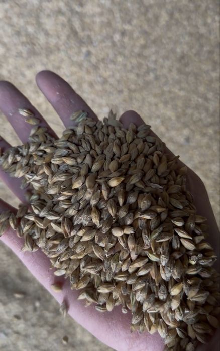 Ячмень Арпа высшего качества калибровый Очищеный