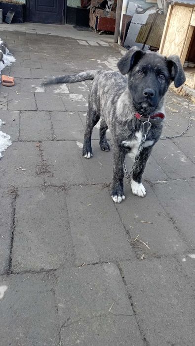 Шенок в добрые заботливые руки