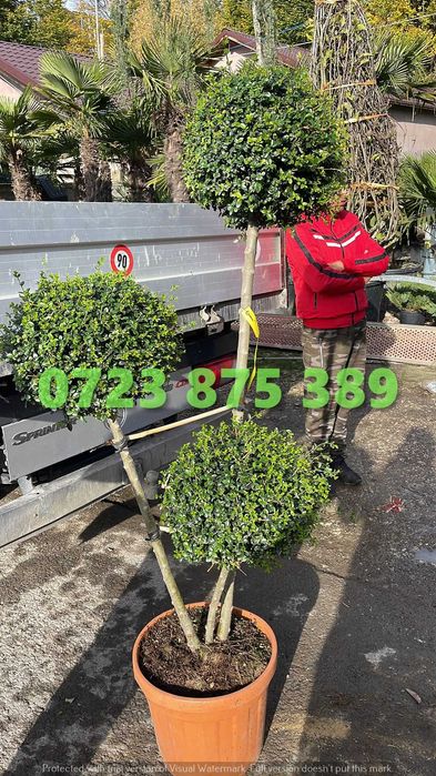 Plante Decorative de Vârf – Vizualizare Live la Expediere