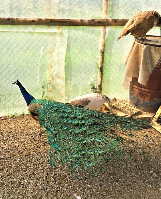 Mascul matur de paun Standard  !