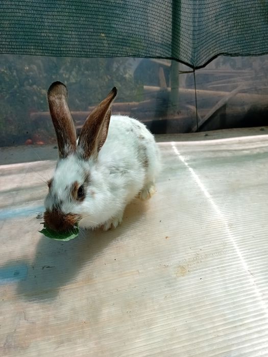 Iepurii rasele Rex și Fluture german amestecat cu belgian