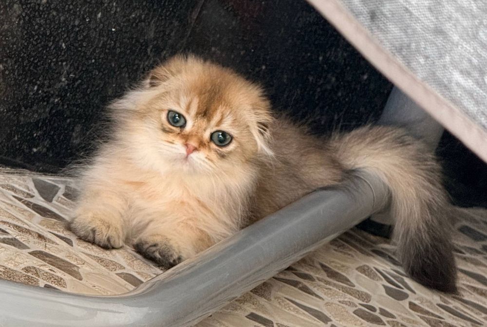 На продаже хайленд фолд