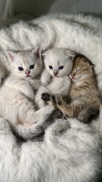 Шотландские котята