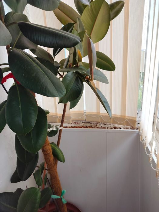 Продам Фикус (Бенджамин)