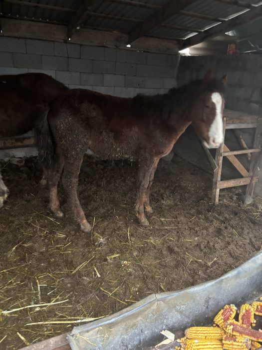 Екі тай сатылады