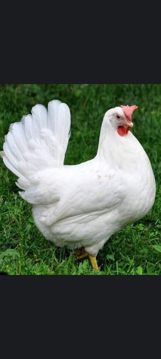 Несушки породы ЛЕГГОРН