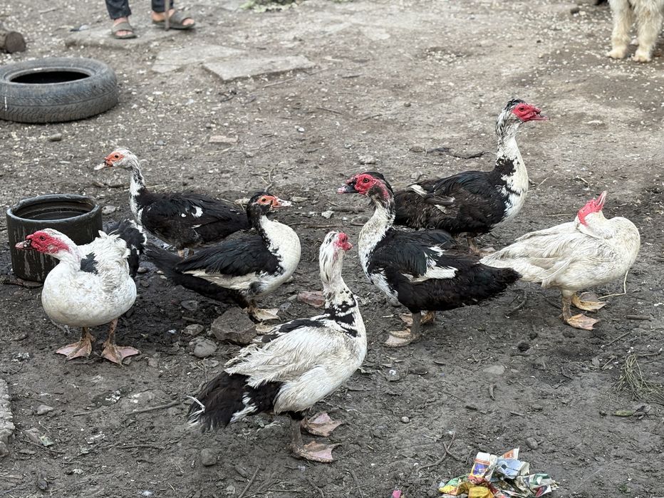 Vand 5 ratoi lesesti de anu trecut