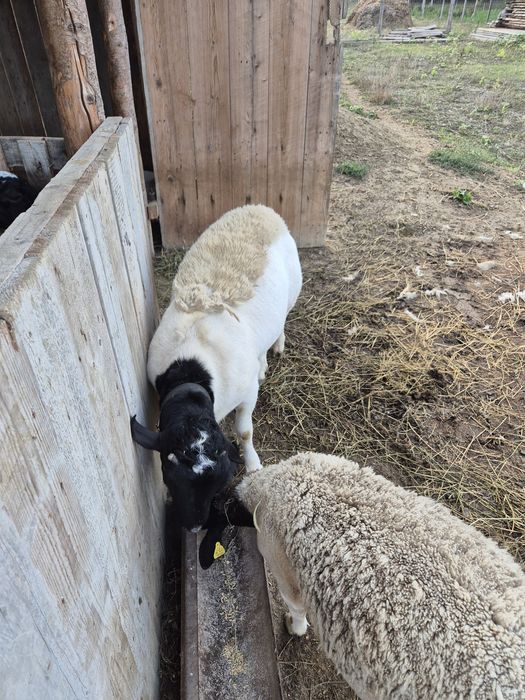 Vând berbecuț dorper