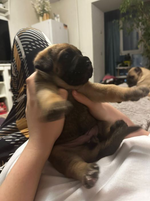 Продам щенков немце-корсо