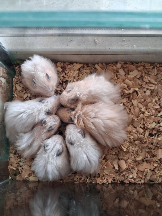 8 Хамстера по 10€