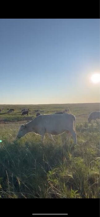 Аулиеколь коровы / Әулиекөл сиырлар