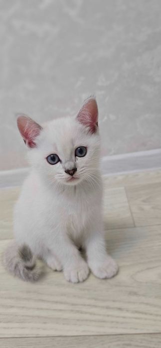 Котята британские