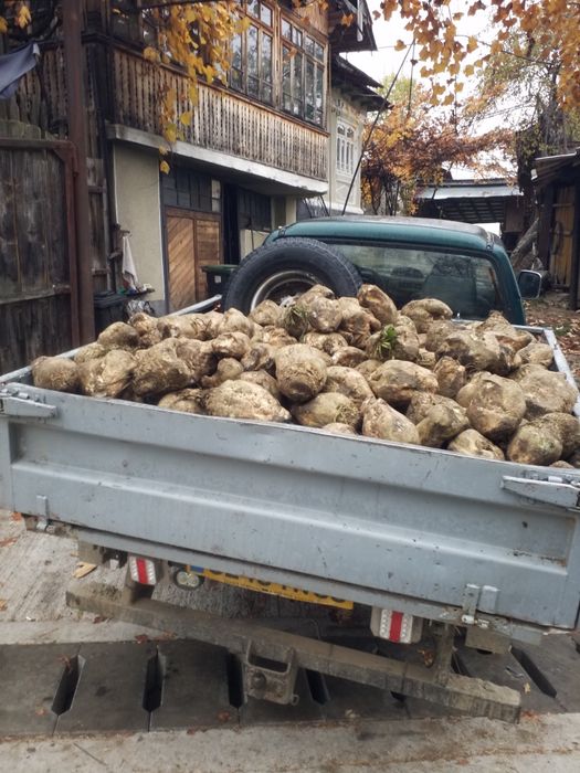 Sfecla de zahar pentru animale ‼Orz,Porumb