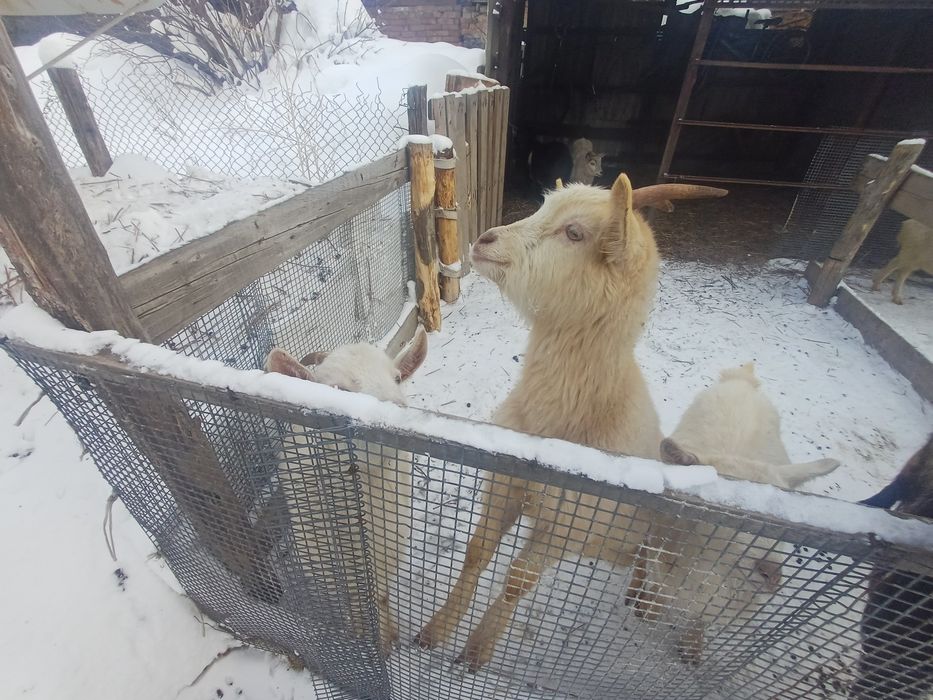 Ешкі сүтті заийнскии порода сатылады