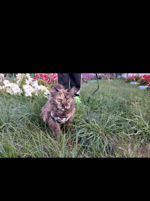 Отдам кошку в добрые руки