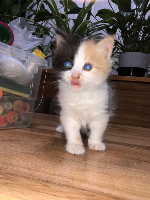 Катета домашним отдадим в ответственные руки