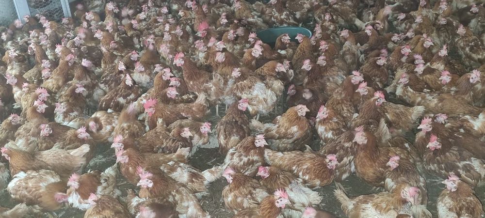 Găini ouătoare tinere - 11 luni - Penaj îngrijit