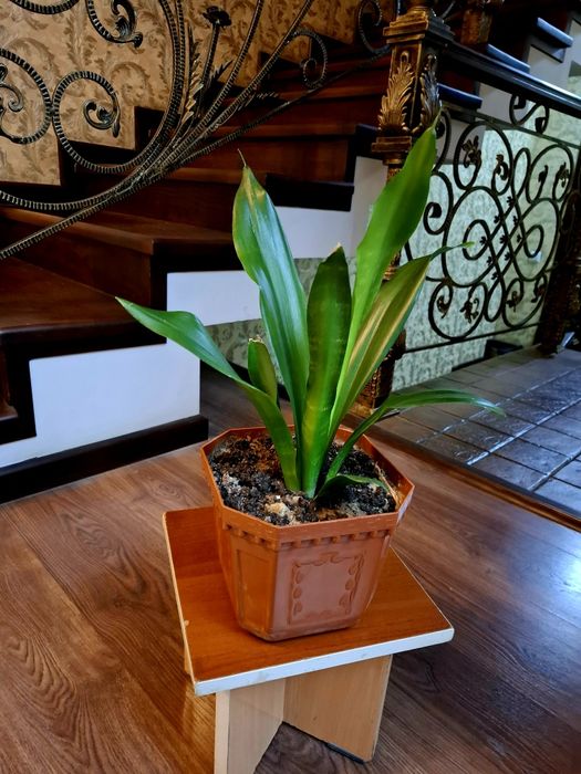 Сансевьера. Цветы для дома и офиса