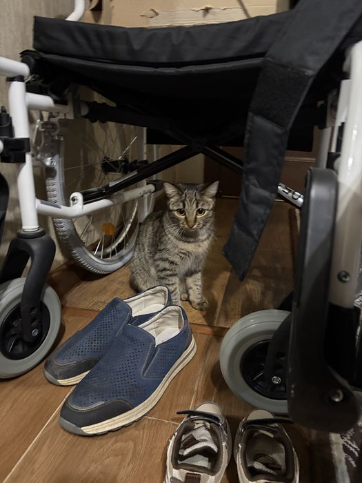 кошка кайла почи годик