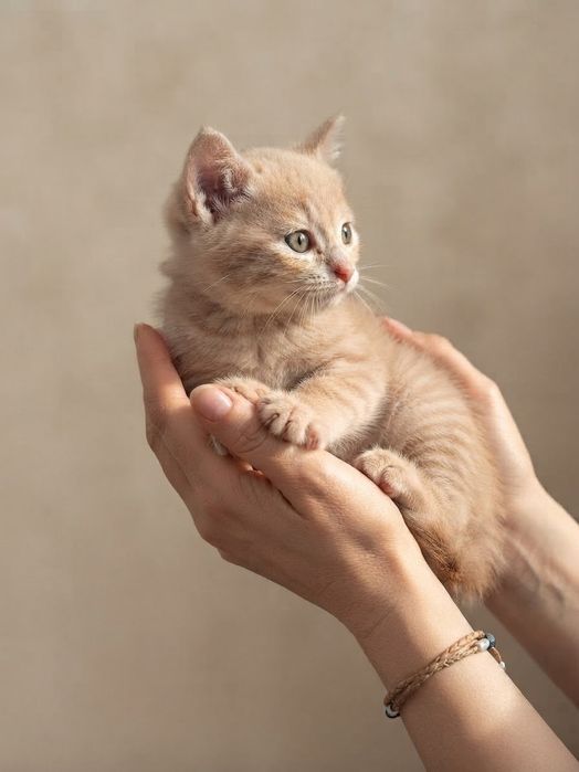 Котёнок ищет котородителей