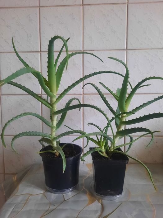 Алоэ лекарственный 3 года