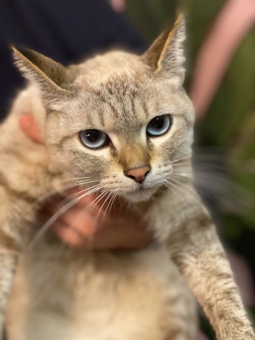 Thai va Siam aralash zotli mushuk 7oyli