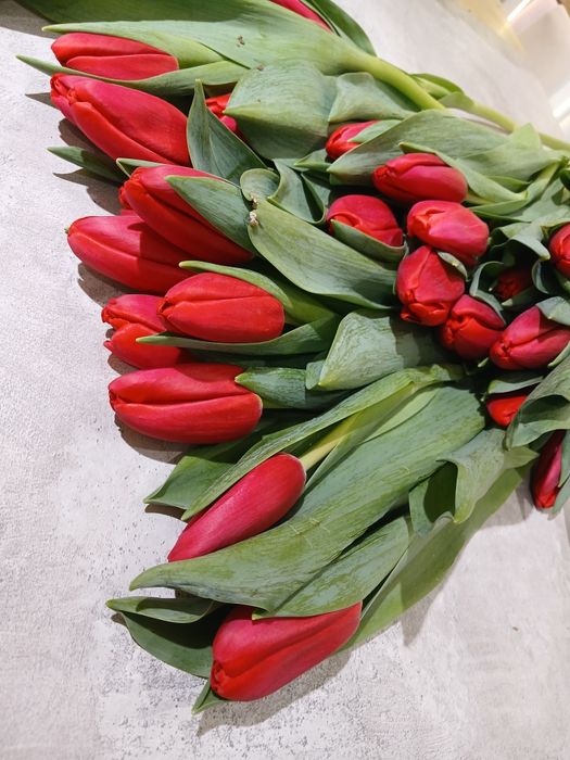 Тюльпаны 850 тн большие