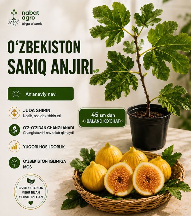 O‘zbek sariq anjiri / Инжир Узбекский жёлтый — ko‘chat 45+ sm
