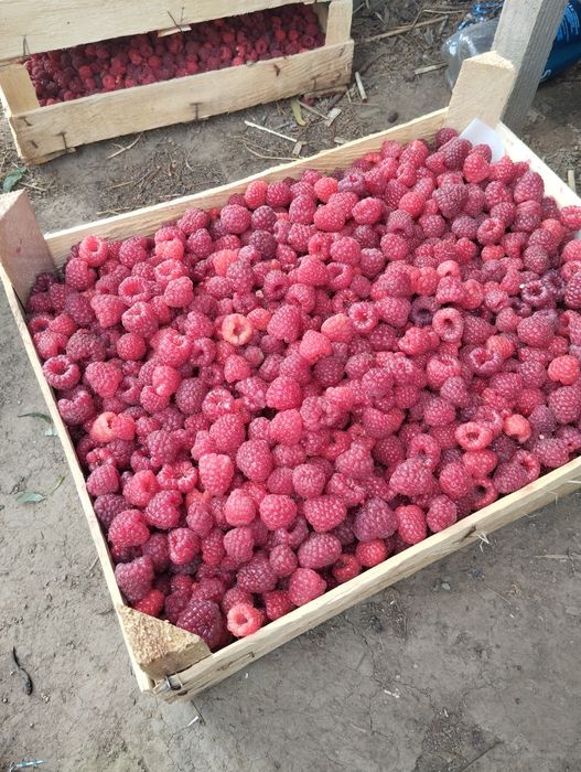 Саженцы малины 2х сортов