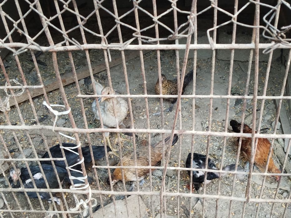 Yapon va dakan zotlari