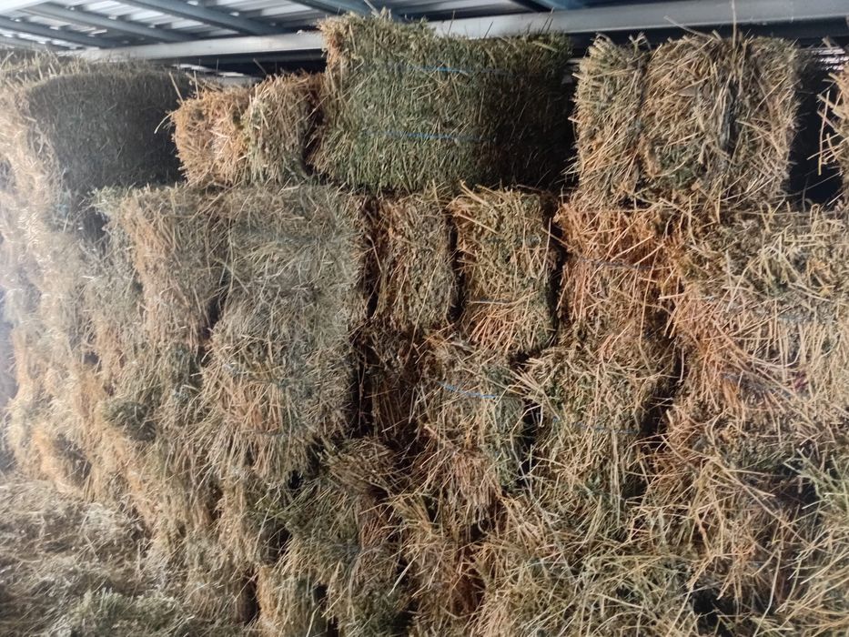 Vând Baloti Lucerna