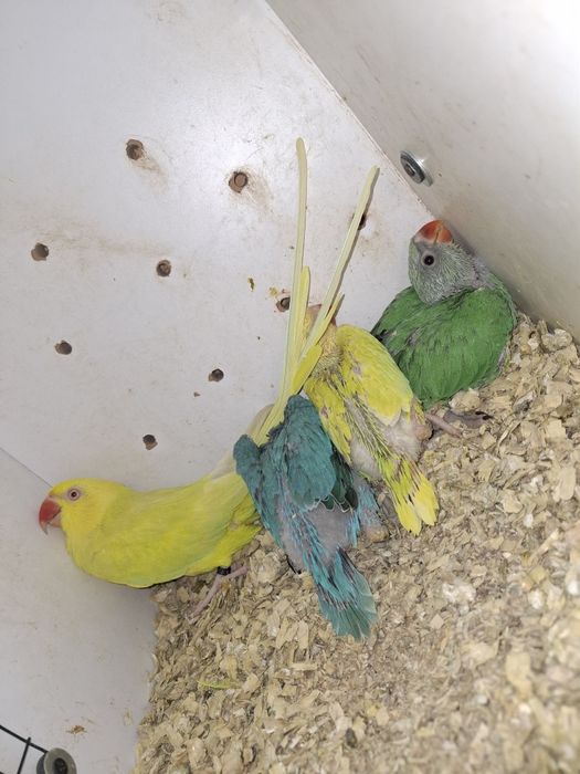 Guld amandine canarii turturele