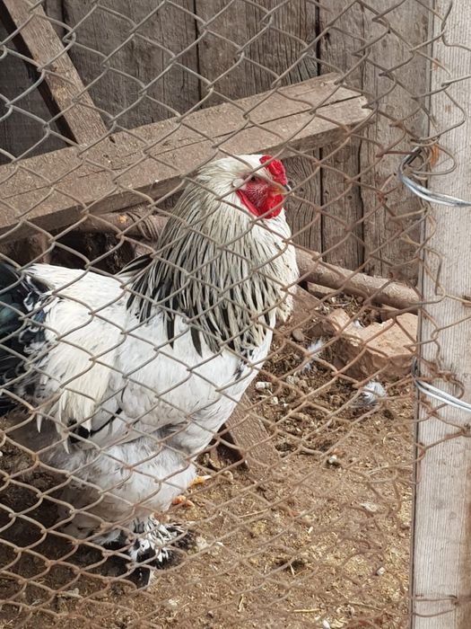 Петухи Брама