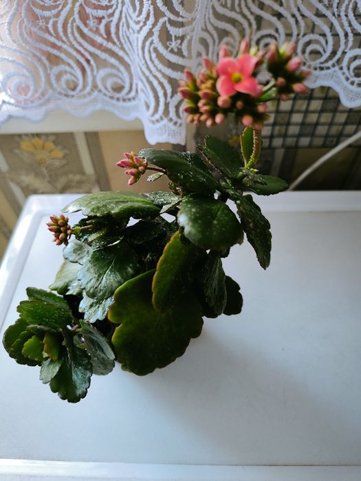 Продам  каланхоэ розовый, весь в бутонах цветов,укорененные отростки к