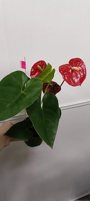 Антуриум:6500 тенге
