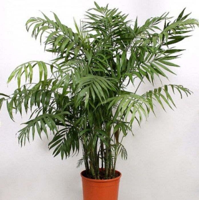 Хамедорея(бамбуковая пальма).