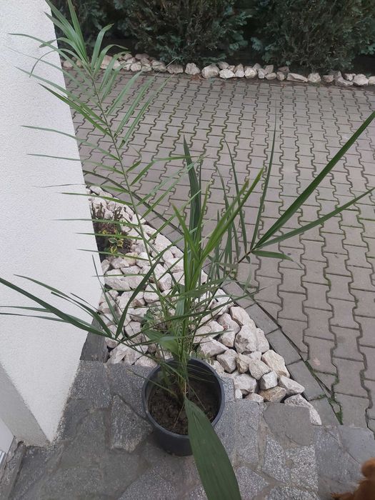 Palmier phoenix canariensis