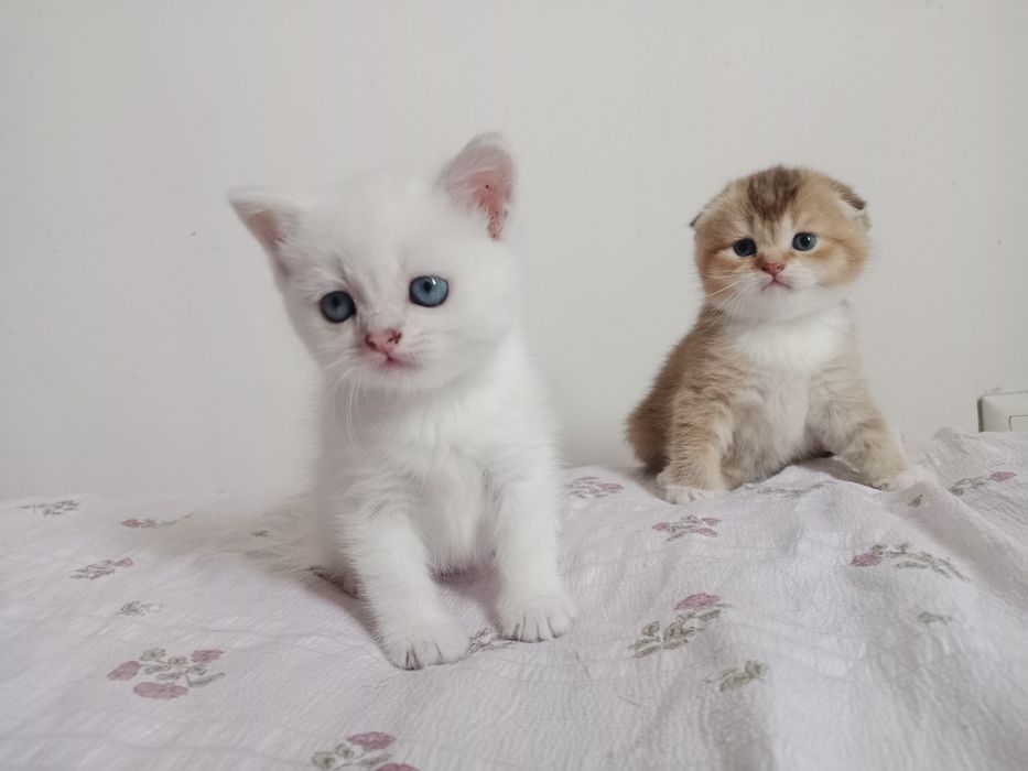 Роскошные Котята  колор Поинт