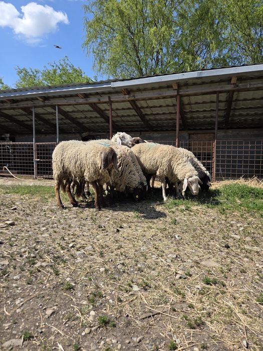 Vând Berbeci sarbesti și Bergamo