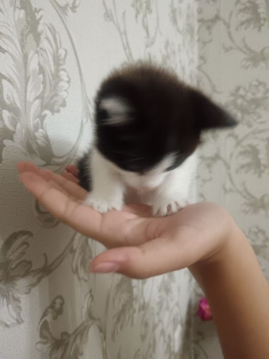 Котенок ищет хозяина