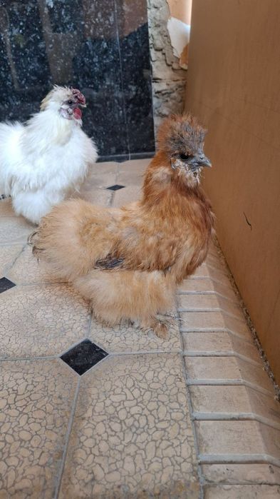 Шолк хўроз тўвуқ сотилади