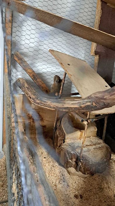 Подарявам Чилийска катерица дегу