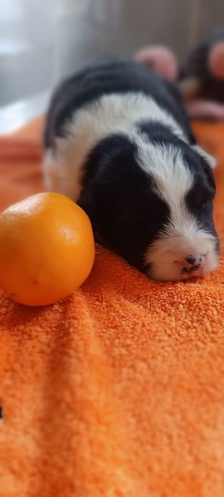 щенки бордер колли