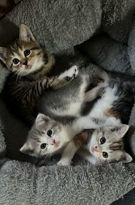 Продам котят в хорошие руки
