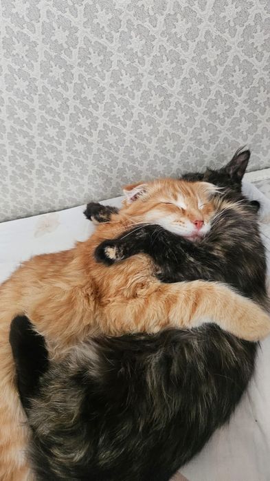 Отдам в добрые руки котят