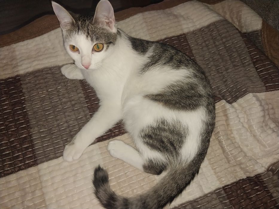 Отдам котёнка в добрые руки