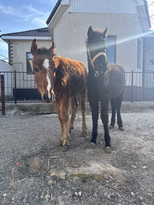 Екі құлын сатылады